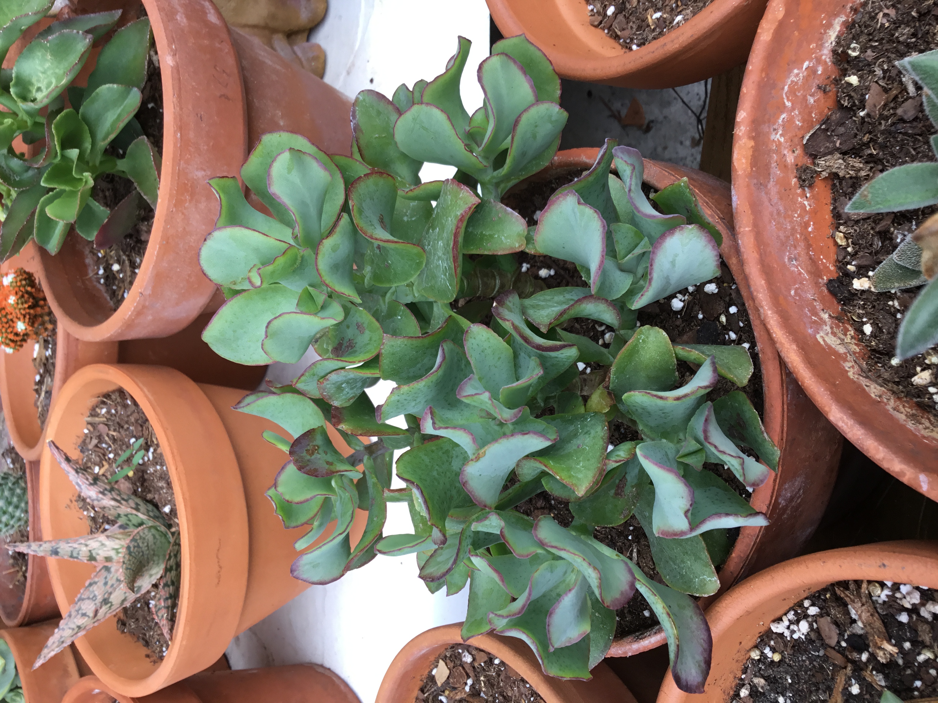 Crassula Arborescens Undaltifolia - Ripple Jade.jpg